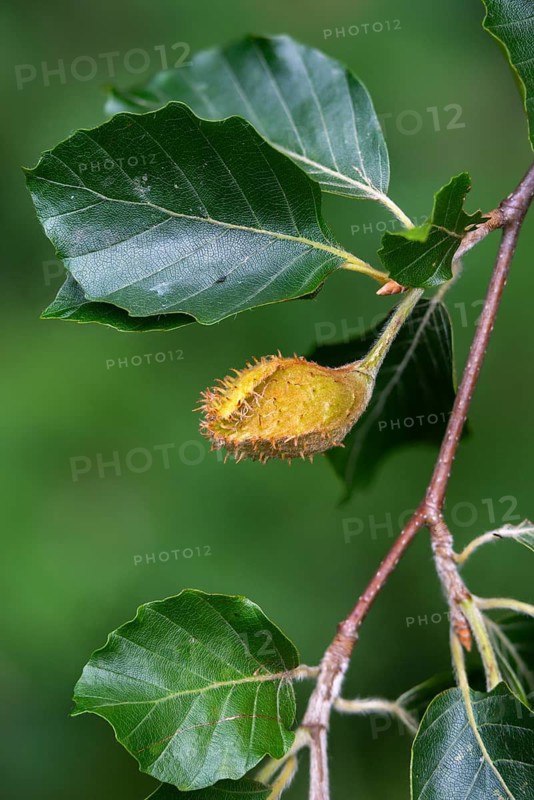 Beech plants, fagaceae, fagus sylvatica, European beech, tree, beech seeds, trees, common beech, European beech, flora, high size, portrait format, plants, tree