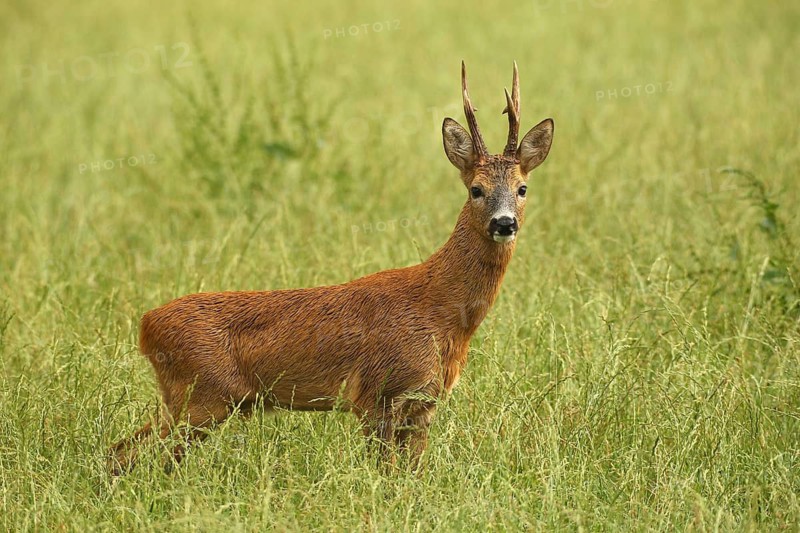 Roe deer (Capreolus capreolus) – a strong roebuck stands in a meadow after a thunderstorm during the rutting season, Allgäu, Bavaria, Germany, Allgäu, Bavaria, Germany