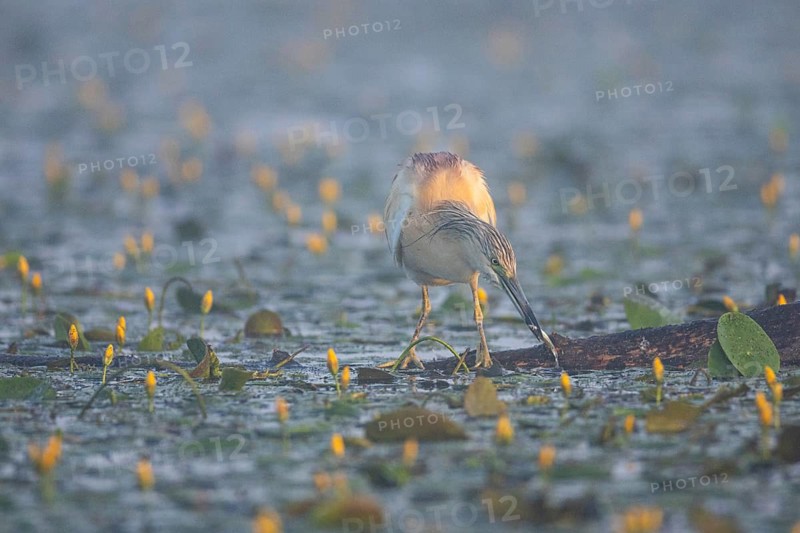 Squacco Heron (Ardeola ralloides) in the fog Hungary