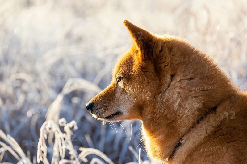 Animals, mammals, dogs, dog, portrait, winter, Finnish Spitz in the morning sun, Lapland, Finnish Lapland, Finland