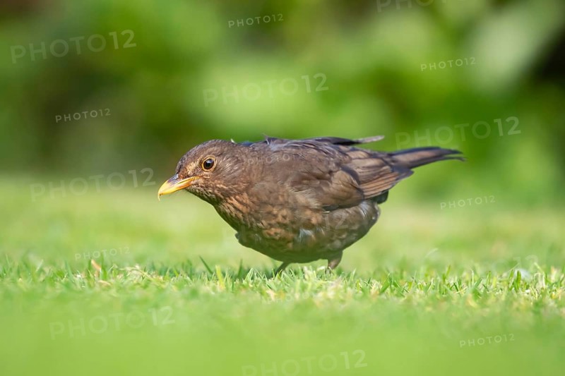 Eurasian blackbird (Turdus merula) adult female garden bird feeding on a grass lawn, England, United Kingdom