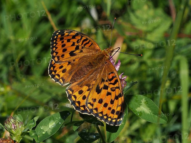 Close-up of an orange butterfly with speckled wings, the Large Pearl-bordered Fritillary (Speyeria aglaja), Goms, Canton of Valais, Switzerland