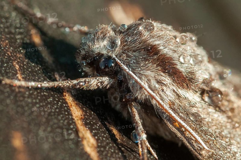 Hyloicus pinastri, pine swarmer, pine hawk moth, sphinx pinastri, pine arrow, butterfly, insects, moths, moths, moths, butterfly