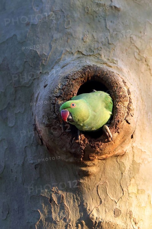 A parrot dances in the light and shade as it peeks out of a tree hollow, a ring-necked parakeet (Psittacula krameri), adult, nesting hollow, Luisenpark, Mannheim, Baden-Württemberg, Germany