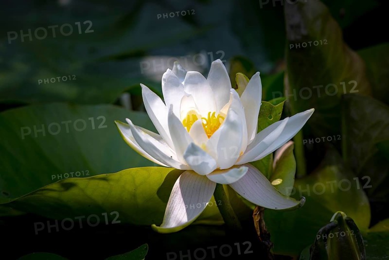 The European white water lily (Nymphaea) in full bloom on a pond, with green leaves in the background, Ternitz, Lower Austria, Austria