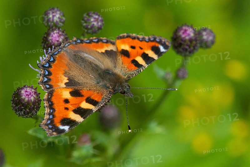 Aglais urticae, little fox, nymphalis urticae, small tortoiseshell, butterfly, insects, butterfly, butterflies