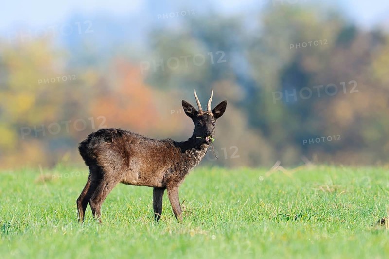 European roe deer (Capreolus capreolus), also known as the black roe deer or roebuck, stands feeding in a meadow in autumn, Lower Saxony, Germany