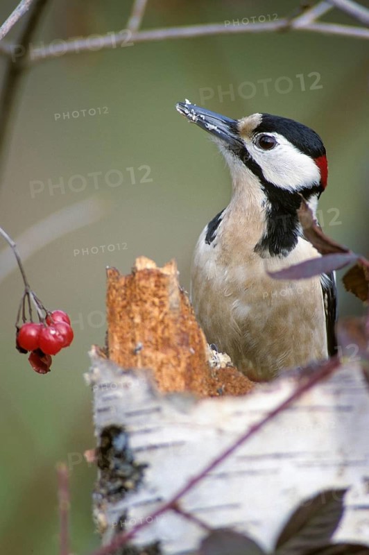Great Spotted Woodpecker, Great Spotted Woodpecker, Birds, High Size, Portrait, Male, Piciform, Woodpecker