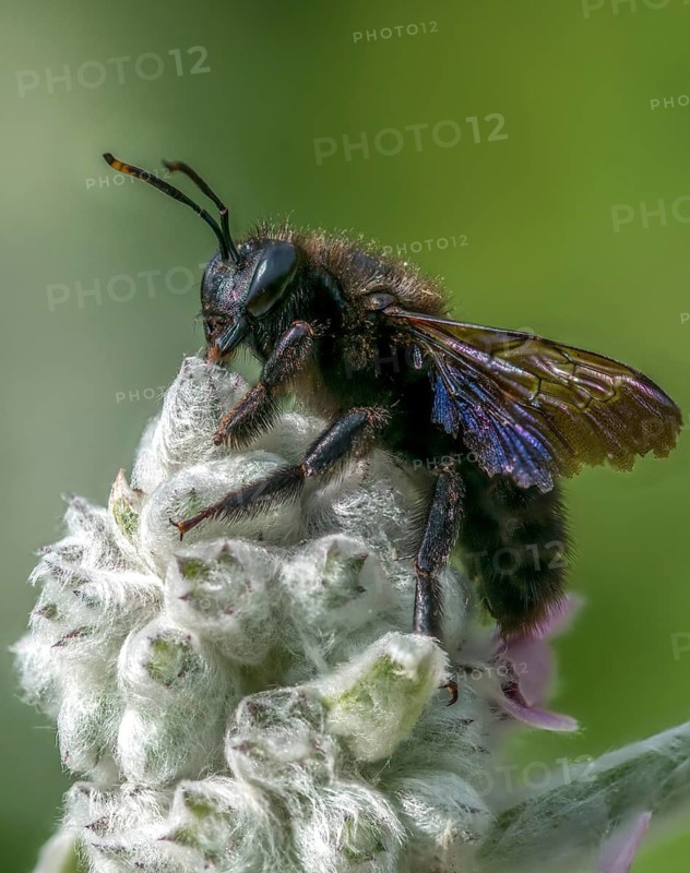 Apidae, bees, blue wood bee, large wood bee, hymenoptera, violet-winged wood bee, xylocopa violacea, high size, portrait format, insects, violet carpenter bee