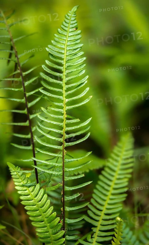 Blechnum spicant, European rib fern, common ribbed fern, struthiopteris spicant, deer fern, flora, hard-fern, high size, portrait format, plants, plants