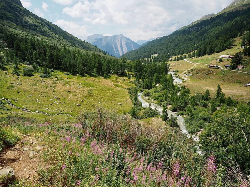 A river winds its way through a green valley, surrounded by wooded mountains and blooming sally, narrow-leaved willowherb (Epilobium angustifolium), Binntal Landscape Park, Goms, Canton of Valais, Switzerland