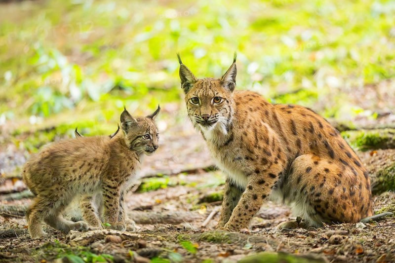 Eurasian lynx (Lynx lynx) mother with her youngster (cub) in a forest, Bavaria, Germany