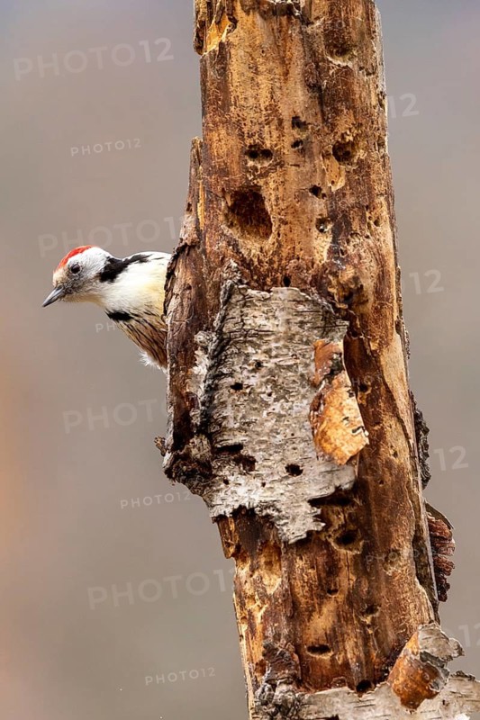 A woodpecker peeks out sceptically from behind a patch of tree bark, an autumnal scene, middle spotted woodpecker (Dendrocopos medius), foraging on a tree trunk, Baden-Württemberg, Germany