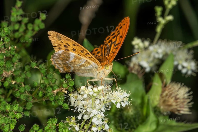 A male emperor moth (Argynnis paphi) is perched on a white angelica flower, surrounded by green leaves, Baden-Württemberg, Germany
