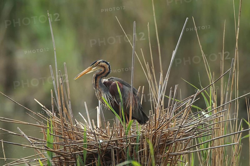 A heron sits on an elaborate reed nest, surrounded by greenery, a purple heron (Ardea purpurea) in its nest, Baden-Württemberg, Germany