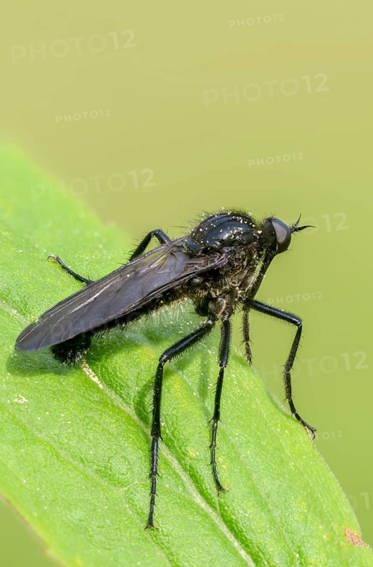 Empididae spec, dance fly spec, balloon flies, dagger flies, diptera, high size, portrait format, insects, two-winged birds