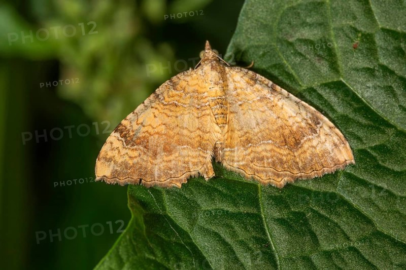 Yellow Shell (Camptogramma bilineata) with a detailed pattern rests on a green leaf, Baden-Württemberg, Germany