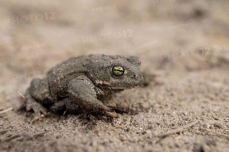 A toad sits on sandy ground, blending into its natural surroundings, common toad (Epidalea calamita, Bufo calamita), close-up, Baden-Württemberg, Germany