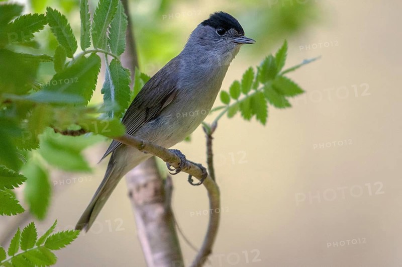 Blackcap, blackcap, blackcap, Sylvia atricapilla, birds, song, male, passeri, singing, songbirds, birds