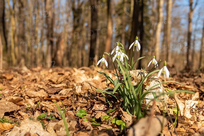 Amaryllidaceae, Galanthus nivalis, small snowdrop, daffodil family, snowdrop, amaryllis family, flora, early bloomer, spring, plants, plants, snowdrop, spring