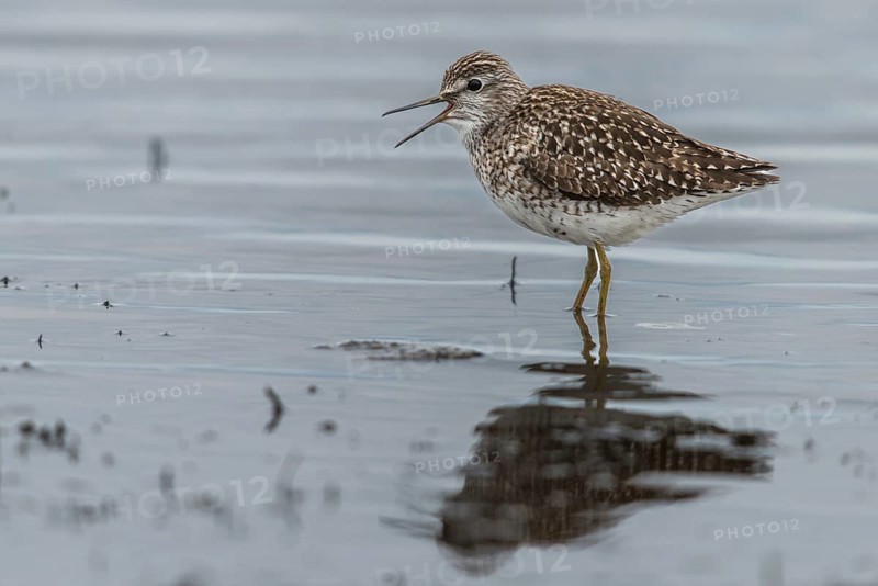 Bruchwasserlaeufer, tringa glareola, wood sandpiper, birds, charadriiformes, swamps, limikolen, pellet, snipe birds, scolopacidae, bales, birds, waders, waders