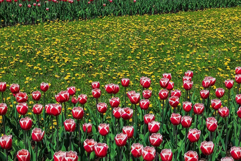 Two beds of red and white 'Canadiana' - Triumph Tulips separated by yellow Taraxacum officinale - Dandelion flowers in green grass lawn in spring, Reception Garden, Montreal Botanical Garden, Quebec, Canada