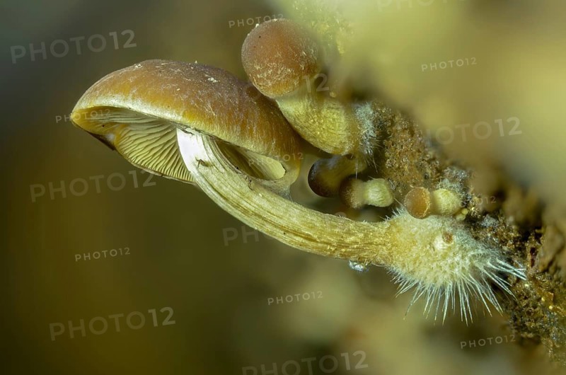 Cluster crumblecap, mushroom mycelium, psathyrella hydrophila, psathyrella piluliformis, white-stemmed stick sponge, watery fibrous, watery shortbread, watery mushroom, fungi, mycelium, mycelium, mushrooms, y12