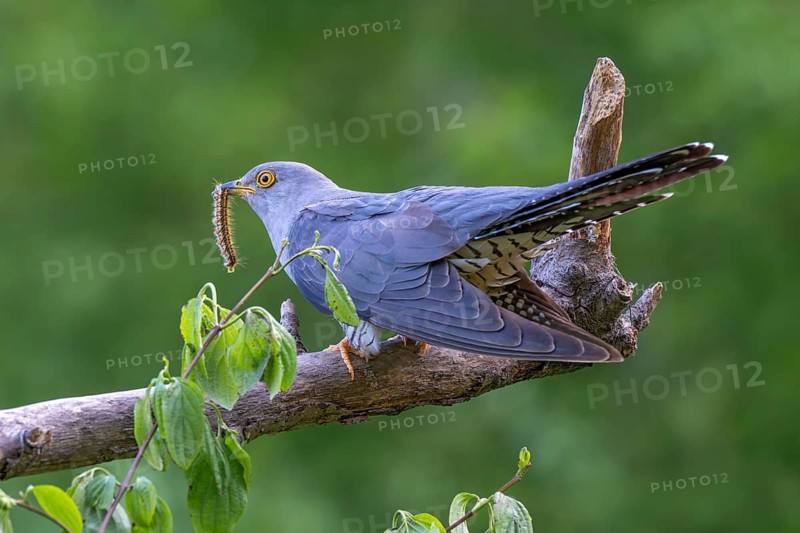 Cuckoo (Cuculus canorus), male, perched on a branch with a caterpillar in its beak, Jenbach, Tyrol, Austria