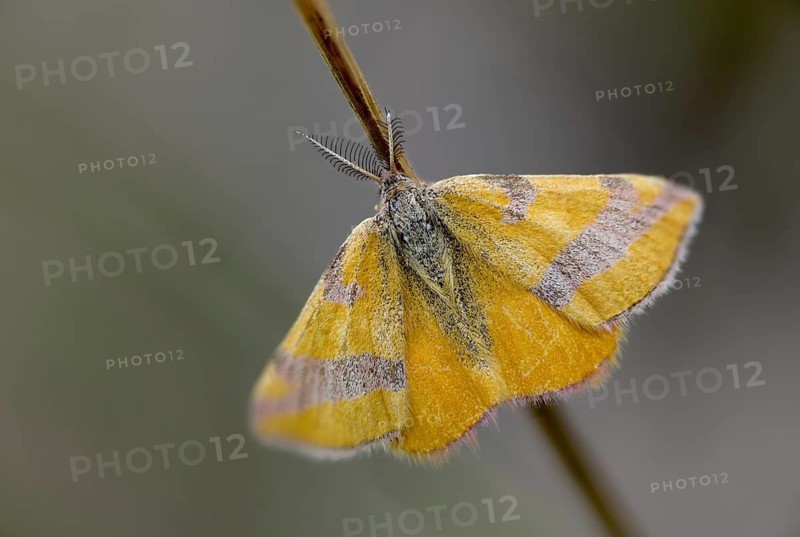 Ampfer-purpurpurspanner, Brandenburg, Germany, Lythria Cruentaria, Nabu, Nabu project, national natural heritage, Grünhaus natural paradise, purple barred yellow, purple tensioner, bird knotweed purple binding tensioner, post-mining landscape, green house, insects, moths, moths, butterflies