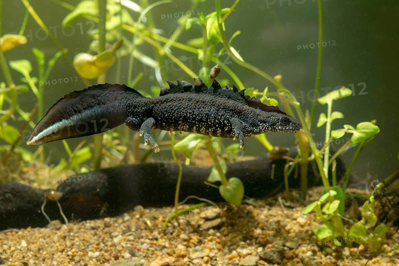 Great crested newt, crested newt, northern crested newt, Triturus cristatus, amphibians, amphibians, amphibians, amphibians, amphibians, male, newt, northern crested newt, warty newt