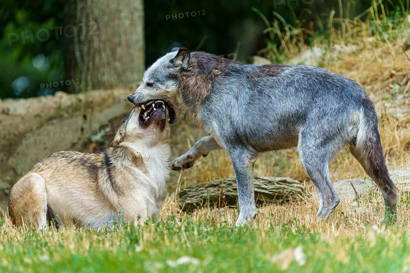 Timberwolf, wolf, American wolf (Canis lupus lycaon), Germany, a wolf engaged in an aggressive confrontation with another wolf in the forest