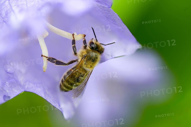 Apidae, apis mellifera, bees, European honey bee, European honeybee, hymenoptera, western honey bee, honey bee, honey bee, honeybee, insects, wild bees