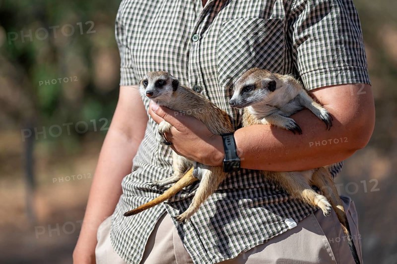 Woman holding a meerkat (Suricatta suricata) in her hands, meerkat breeding centre, Northern Cape, South Africa