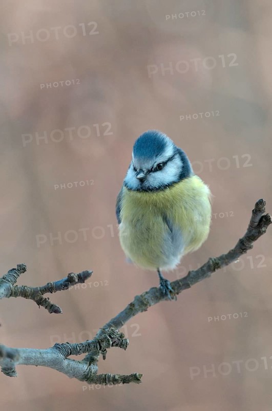 Blue tit, parus caeruleus, birds, feeding, high size, portrait format, tits, passeri, songbirds, tits, birds, winter feeding