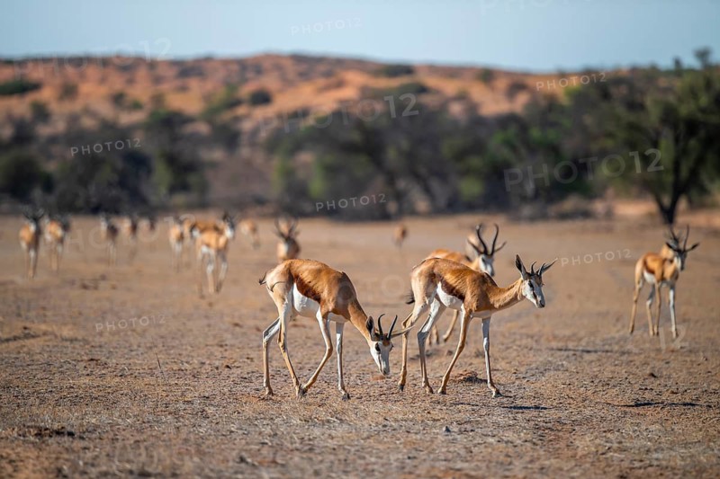 Springbok (Antidorcas marsupialis), herd in the dry Auob riverbed, Kalahari Desert, Kgalagadi Transfrontier Park, South Africa