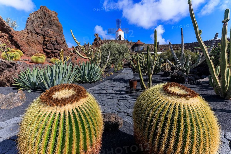 Lanzarote, Canary Islands, Spain, Europe, Cesar Manrique Jardin de Cactus near Guatiza, stone path through cactus landscape leading to a windmill under an azure sky