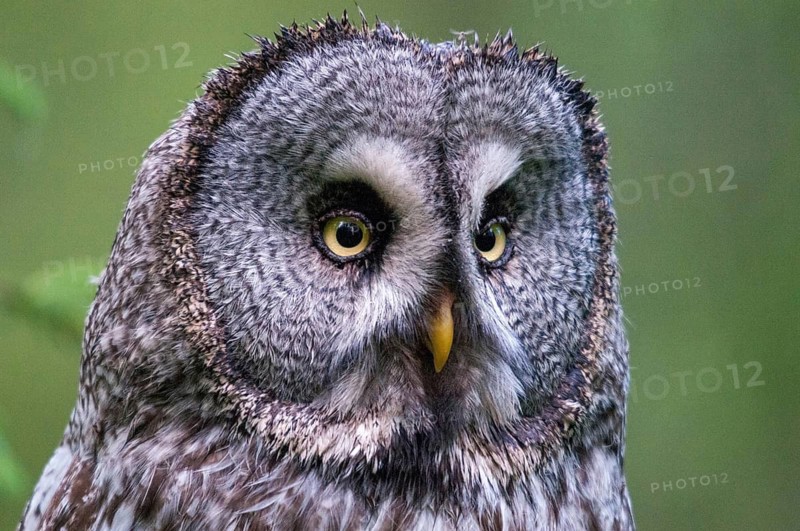 Bearded owl, Finland, Great Grey Owl, Strix nebulosa, birds, owls, strigiformes, birds, female