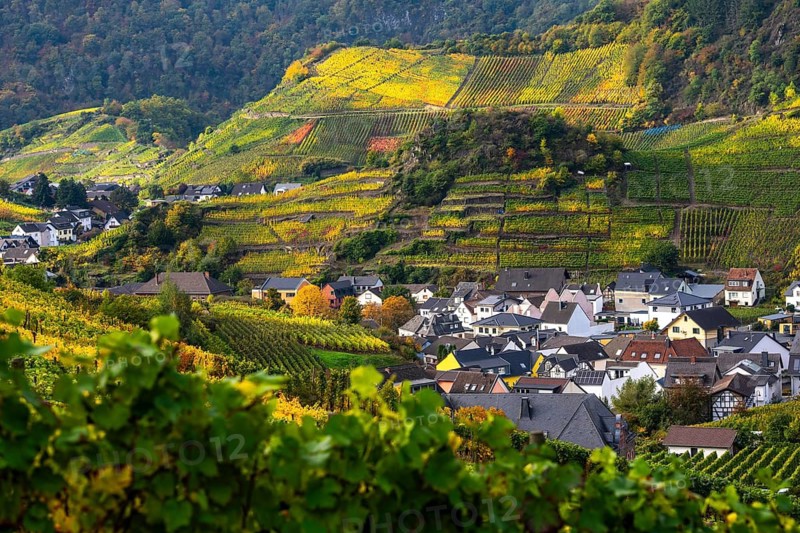 Vineyards in autumn in the central Ahr valley, near Mayschoß, Rhineland-Palatinate