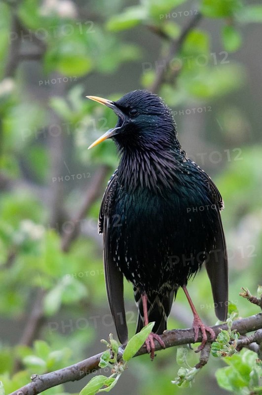 Star, Starling, Sturnus Vulgaris, courtship behavior, birds, courtship display, spring, song, high size, portrait format, meadow orchard, passeri, singing, songbirds, song birds, spring, orchard, birds