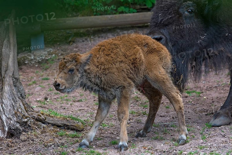 Just born Bisent with mother, Nuremberg Zoo, Middle Franconia, Bavaria, Germany