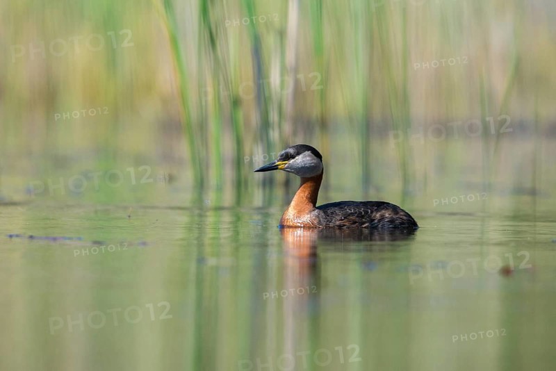 Brandenburg, Germany, Nabu, Nabu project, national natural heritage, Grünhaus natural paradise, podiceps grisegena, red-necked grebe, red-necked grebe, post-mining landscape, birds, grebe, greenhouse, rag grebes, podicipedidae, divers, birds, waterbirds, waterbirds, waterbirds