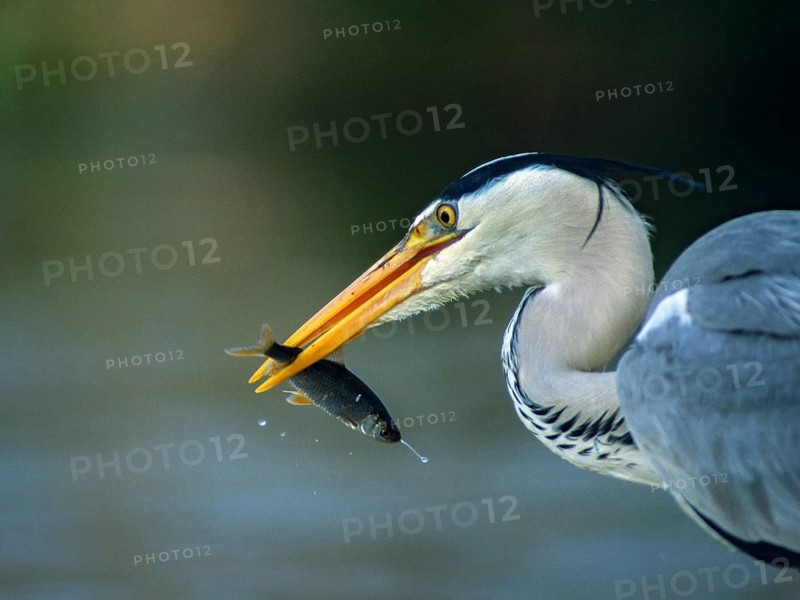 Ardea cinerea, heron, gray heron, birds, ciconiiformes, hunting, leo, heron, walking birds, wading birds, birds
