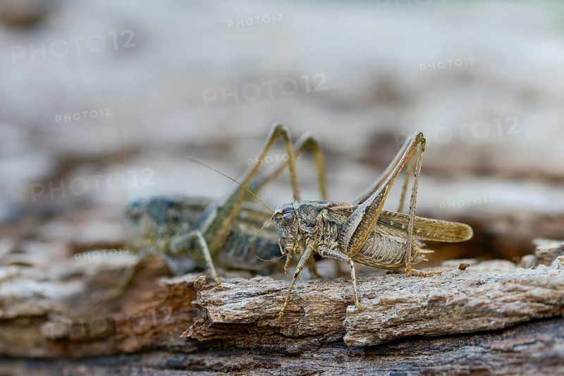 Grey bush cricket, deciduous locusts, platycleis albopunctata, tettigonioidea, western bite scare, ensifera, female, grasshopper, grasshoppers, insects, long-feeler scare, male, couple, female