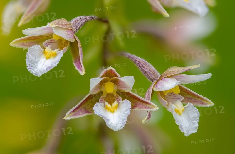 Common marsh root, epipactis palustris, orchidaceae, orchids, orchid family, swamp sitter, marsh kelwort, white marsh helleborine, plants, plants