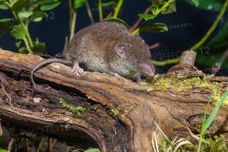 Crocidura Russula, Greater White-Toothed Shrew, House Shrew, Insectivora, Insectivora, Mammals, Shrew, Mammals