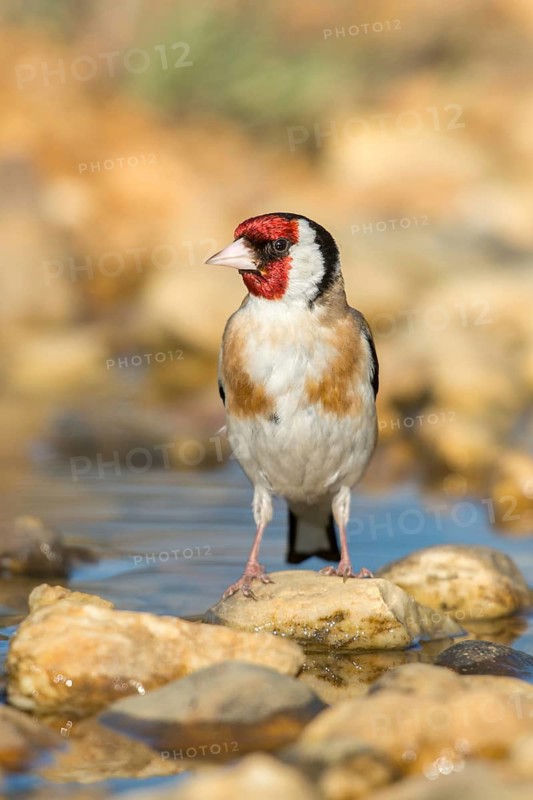 Carduelis carduelis, goldfinch, goldfinch, goldfinch, bath, bird bath, birds, high size, portrait format, passeri, songbirds, potions, birdbath, birds, watering place