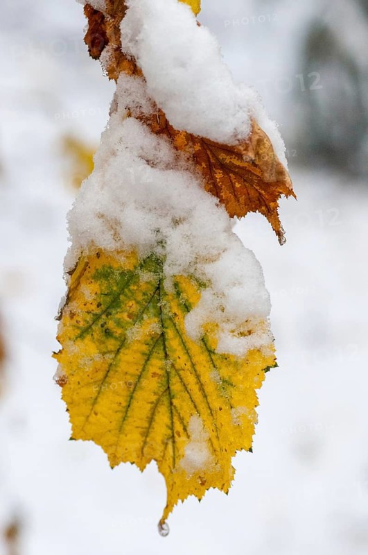 Autumn, detail, autumn, autumn leaves, high size, portrait format, snow, snow