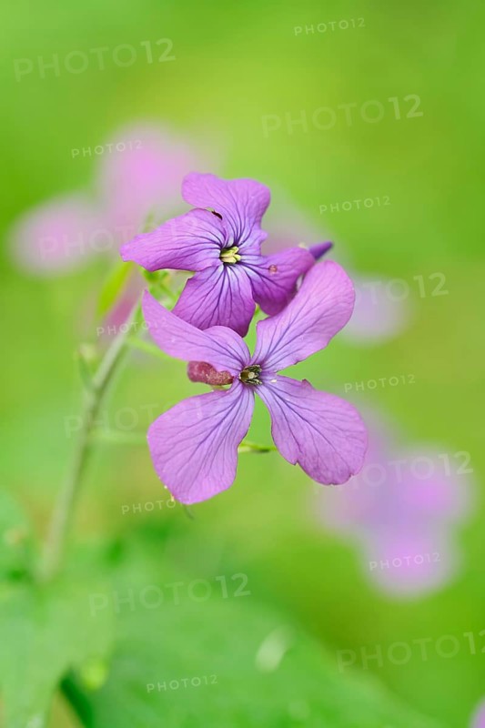 Annual honesty, Judas penny or garden moon violet (Lunaria annua), flowers, North Rhine-Westphalia, Germany