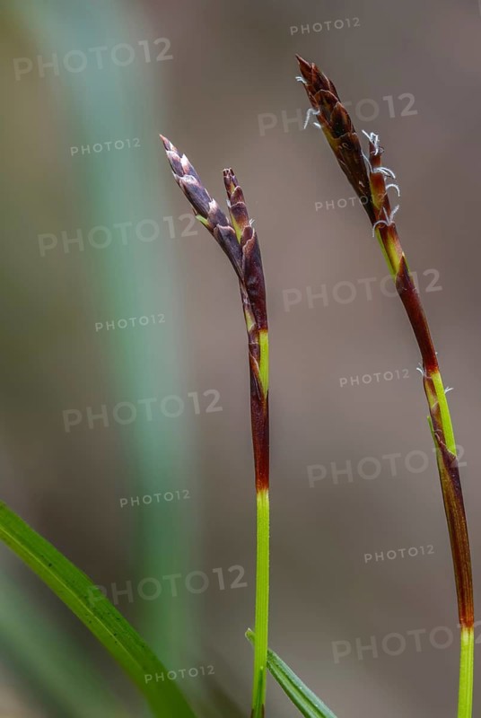 Carex digitata, cyperaceae, fingered sedge, finger harrow, sourgrass family, flora, high size, portrait, plants, plants