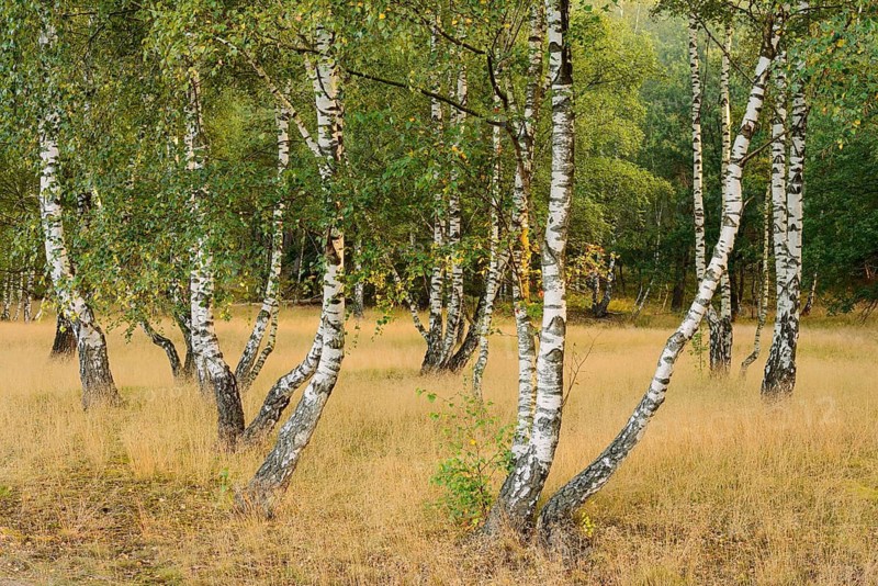 Weeping birches (Betula pendula) in heathland, Westruper Heide, North Rhine-Westphalia, Germany